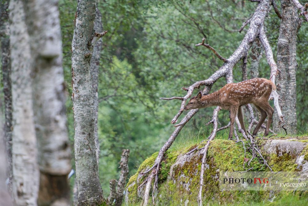 Deer in the forest, Polar Zoo of Bardu, Troms, Norway