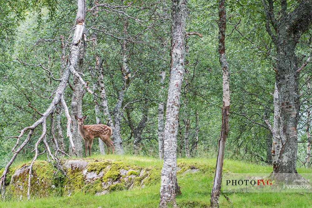 Deer in the forest, Polar Zoo of Bardu, Troms, Norway