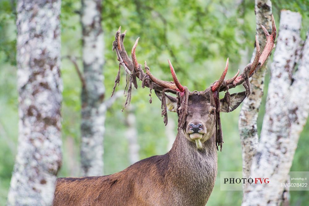 Portrait of deer in the forest, Polar Zoo of Bardu, Troms, Norway