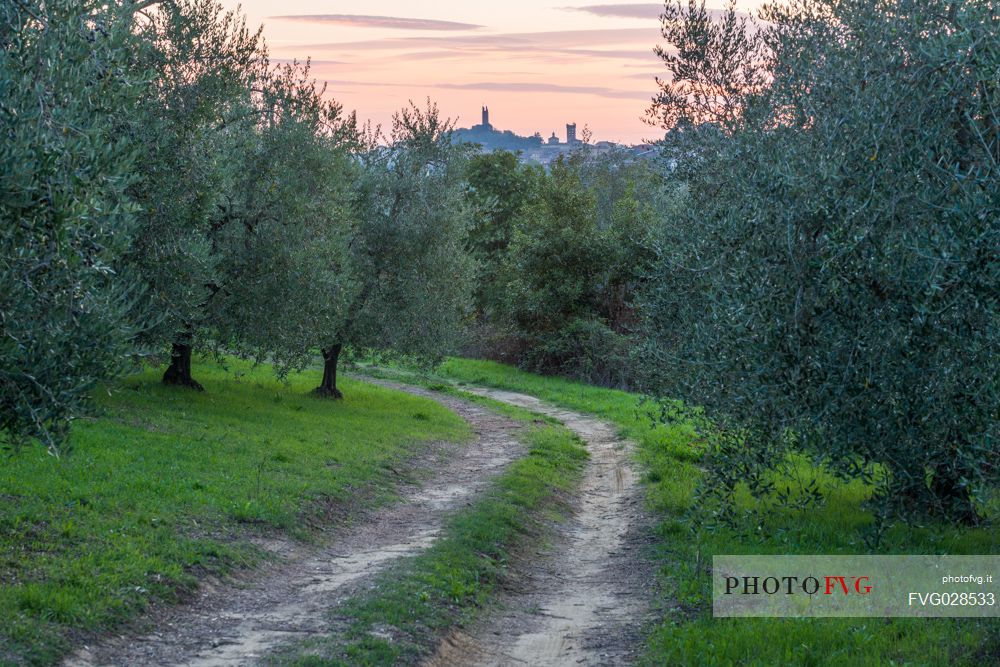 Olive grove and San Miniato village at sunset, Tuscany, Italy