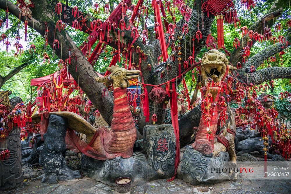 Tree and prayers in Guilin, Guangxi, China