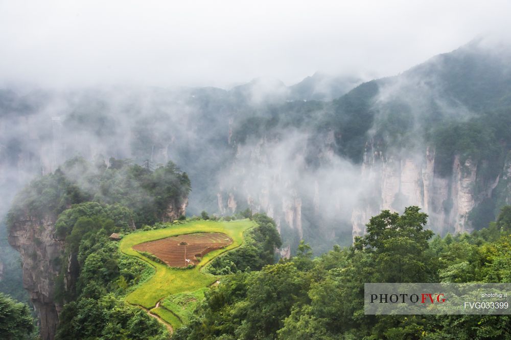 Foggy day in the Zhangjiajie National Forest Park, Hunan, China