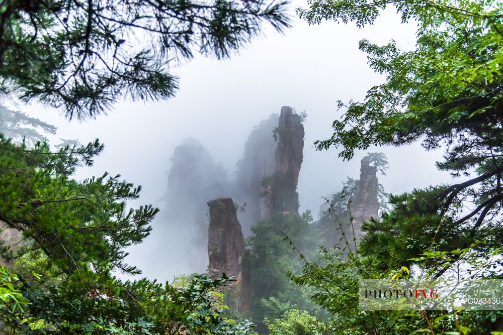 View through the forest of Hallelujah mountains or Avatar mountains in the Zhangjiajie National Forest Park, Hunan, China