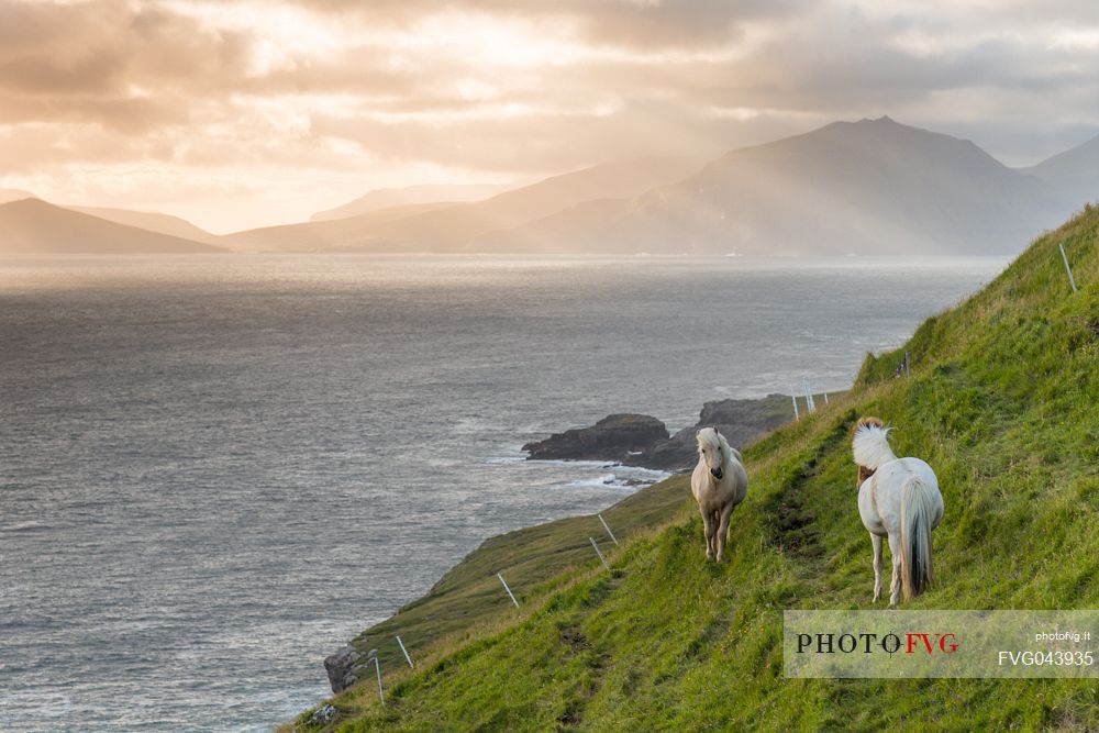 Horses in the wild coast of Streymoy Island, Faeroe islands, Denmark, Europe