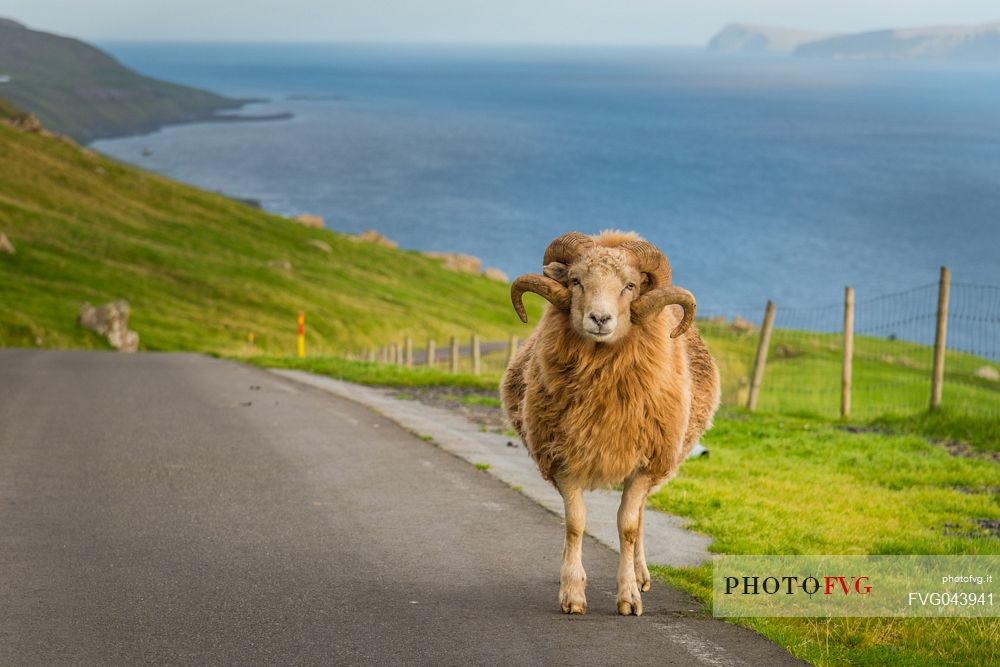 Portrait of sheep on the road of Streymoy Island, Faeroe islands, Denmark, Europe