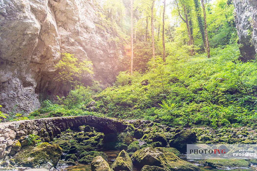 Woods near little Natural Bridge of Rakov kocjan, Cerknica, Notranjska, Julian Alps, Slovenia, Europe