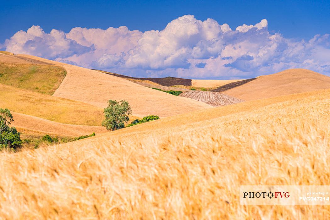 Summer typical Tuscan landscape near Volterra, Tuscany, Italy, Europe