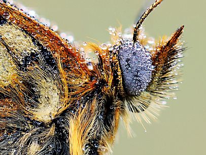 Bubble butterfly close up