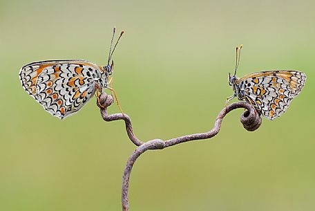 Twin butterflies sisters
