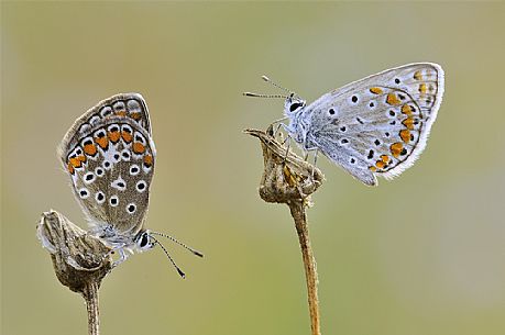 Two butterflies on dried flowers