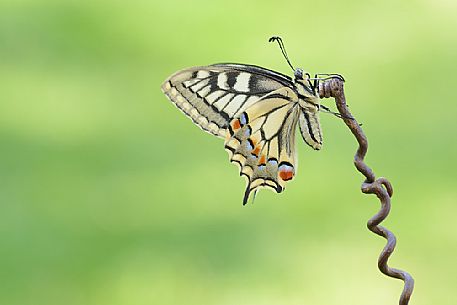 Old World swallowtail (Papilio machaon) butterfly on a stick