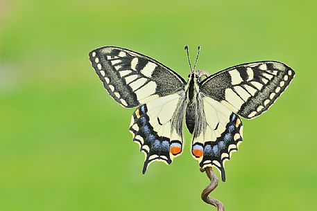 Old World swallowtail (Papilio machaon) butterfly on a stick