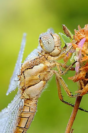 Dragonfly on a stick