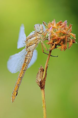 Dragonfly on a stick