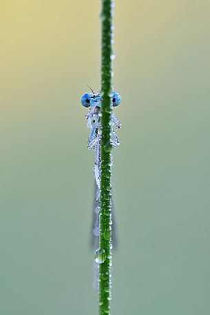 Dragonfly on a stick