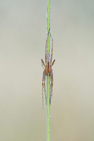 Spider on a grass leaf