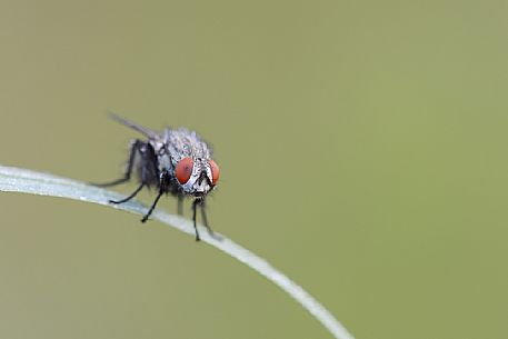 Fly on a grass leaf