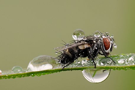 Fly on a grass leaf