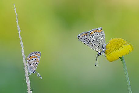 Two butterflies on dried flowers