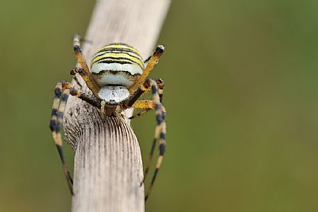 Colored spider on a dried stick