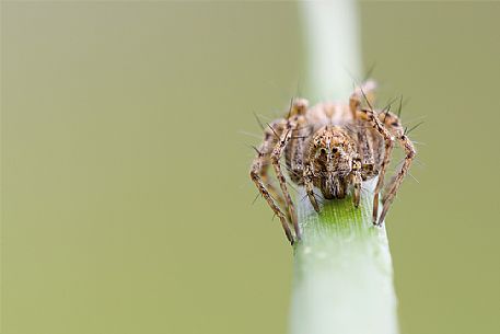 Colored spider on a dried stick