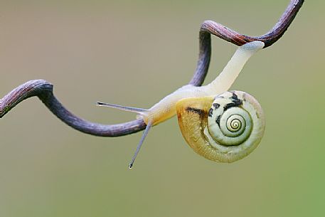 Snail on a swirl stick