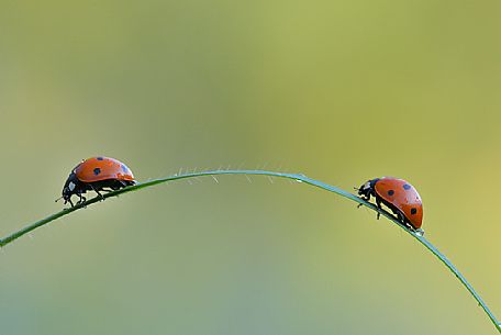 Two ladybugs on a grass leaf