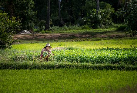 A woman working in the fields