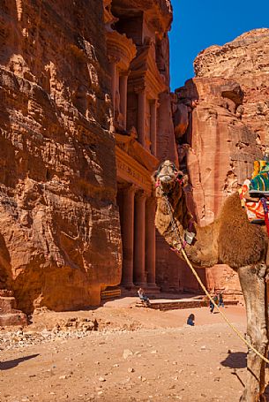 Bedouin camel rests near the treasury Al Khazneh carved into the rock at Petra, Jordan