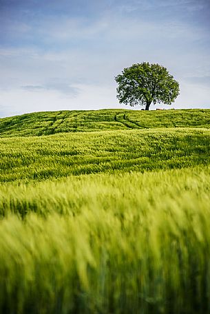 Lonely tree in Orcia valley, Tuscany, Italy