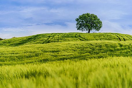 Lonely tree in Orcia valley, Tuscany, Italy