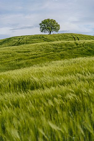 Lonely tree in Orcia valley, Tuscany, Italy