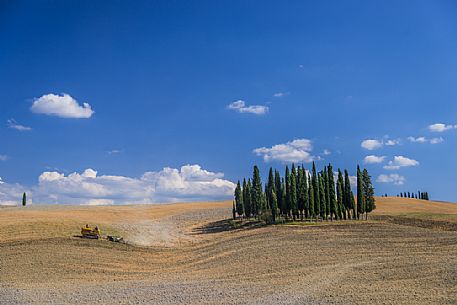 Cypress of San Quirico d'Orcia, Tuscany, Italy