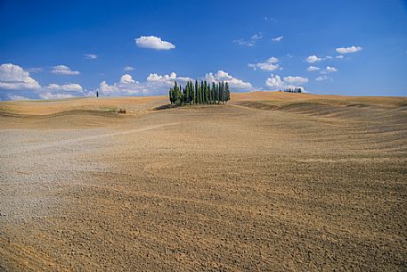 Cypress of San Quirico d'Orcia, Tuscany, Italy