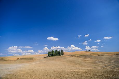 Cypress of San Quirico d'Orcia, Tuscany, Italy