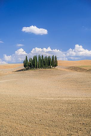 Cypress of San Quirico d'Orcia, Tuscany, Italy