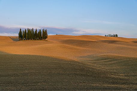 Cypress of San Quirico d'Orcia, Tuscany, Italy