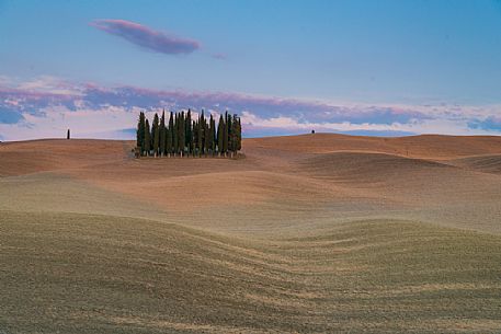 Cypress of San Quirico d'Orcia, Tuscany, Italy