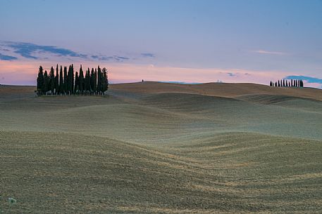 Cypress of San Quirico d'Orcia, Tuscany, Italy