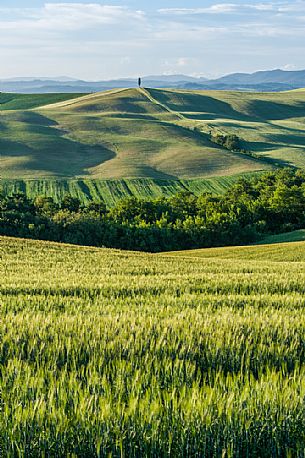 Crete Senesi landscapes, Asciano, Orcia valley,Tuscany, Italy