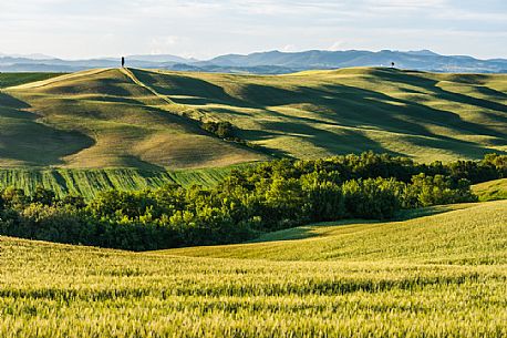 Crete Senesi landscapes, Asciano, Orcia valley, Tuscany, Italy