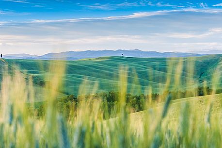 Crete Senesi landscapes, Asciano, Orcia valley, Tuscany, Italy Crete Senesi landscapes, Asciano, Orcia valley, Tuscany, Italy