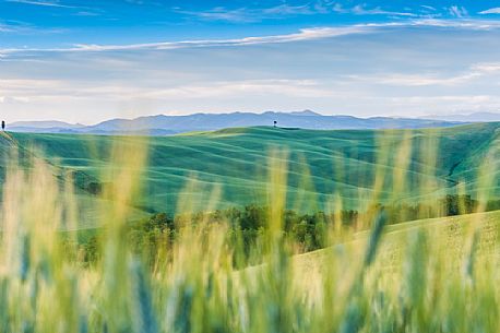 Crete Senesi landscapes, Asciano, Orcia valley, Tuscany, Italy