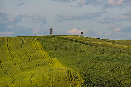 Crete Senesi landscapes, Asciano, Orcia valley, Tuscany, Italy