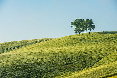 Trees in the Crete Senesi landscape, Orcia valley, Tuscany, Italy