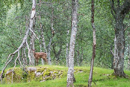 Deer in the forest, Polar Zoo of Bardu, Troms, Norway