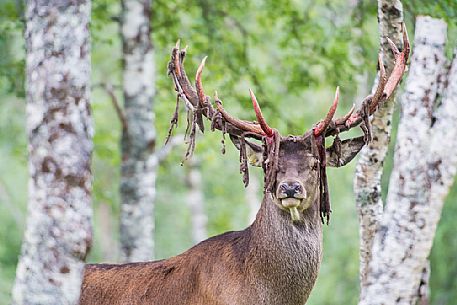 Portrait of deer in the forest, Polar Zoo of Bardu, Troms, Norway