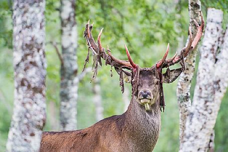 Portrait of deer in the forest, Polar Zoo of Bardu, Troms, Norway Portrait of deer in the forest, Polar Zoo of Bardu, Troms, Norway