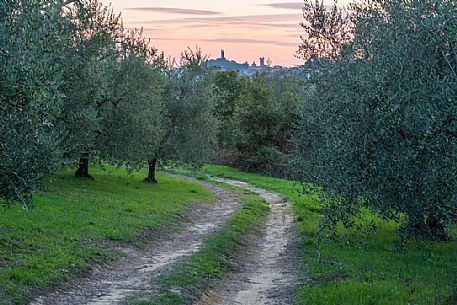 Olive grove and San Miniato village at sunset, Tuscany, Italy