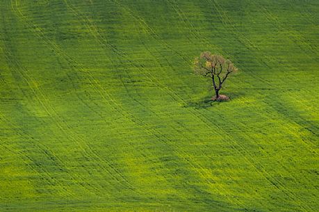 Lonely tree in the typical Tuscan landscape near Volterra, Tuscany, Italy, Europe